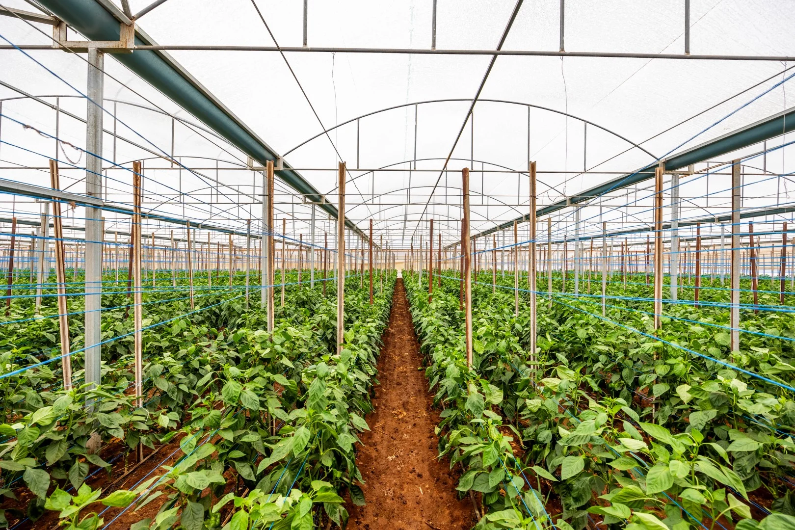 Additional image 5 of 136 Penfield Road, Virginia SA 5120