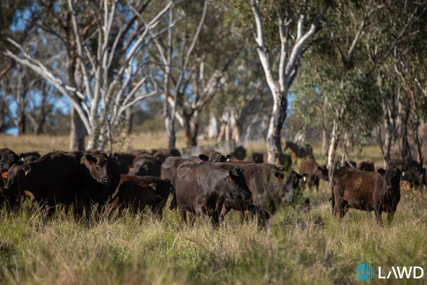 Additional image 8 of Abington NSW 2350