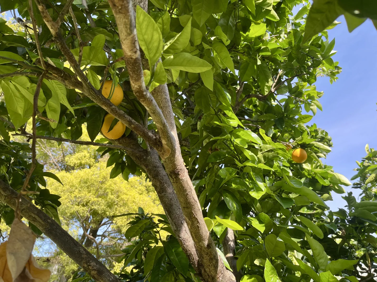 Additional image 18 of 76 Moonee Street, Coffs Harbour NSW 2450