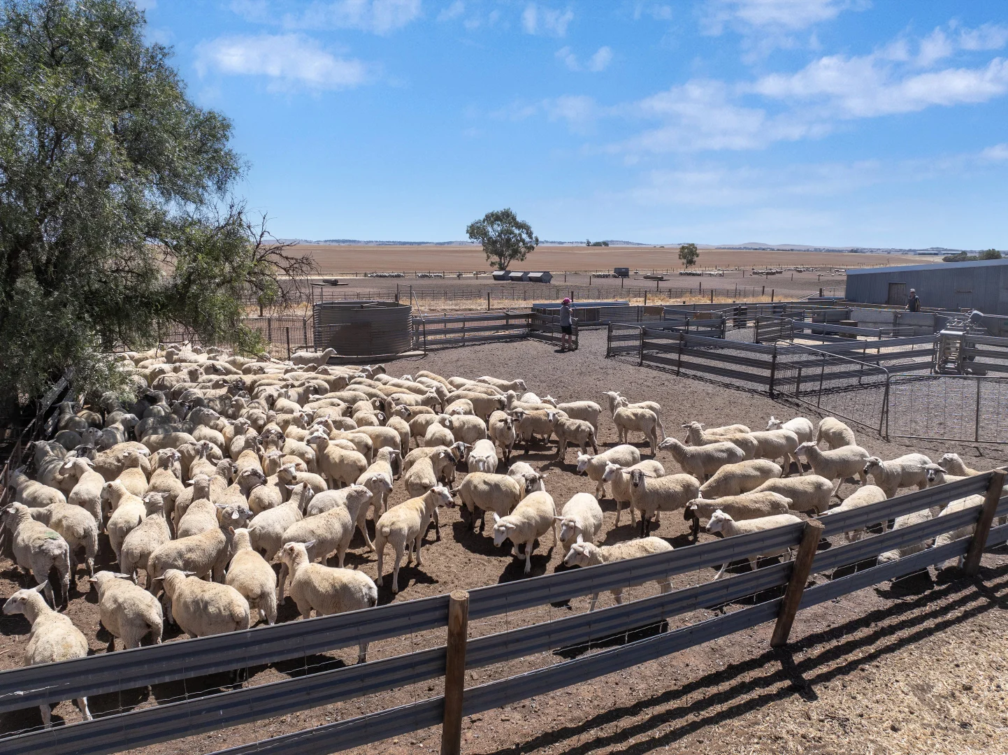 Additional image 7 of 'Merilden Feedlot' & 'Brads', Manoora SA 5414