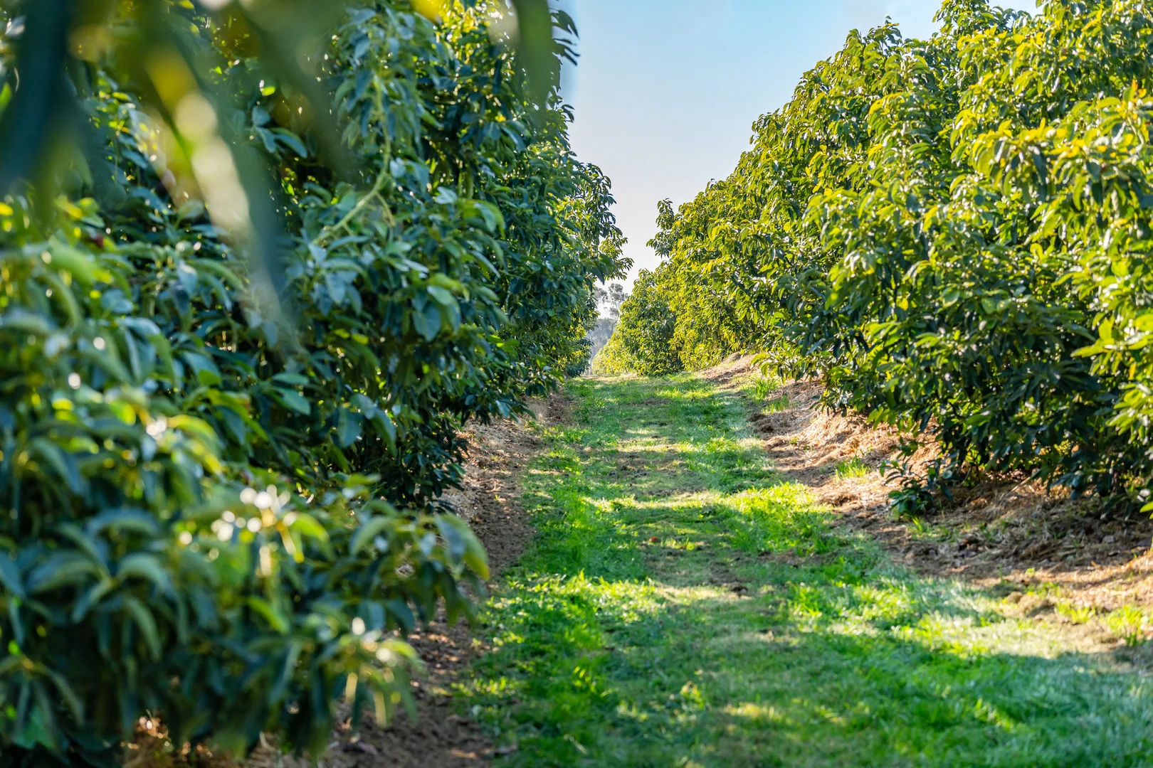 Additional image 12 of Sepelts Road, Barooga NSW 3644