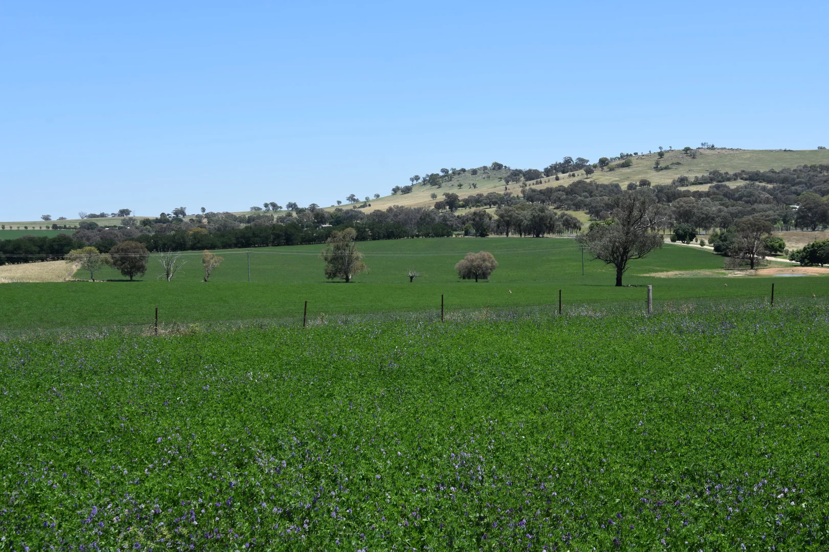 Additional image 22 of 1507 Pine Mount Road, Woodstock NSW 2793