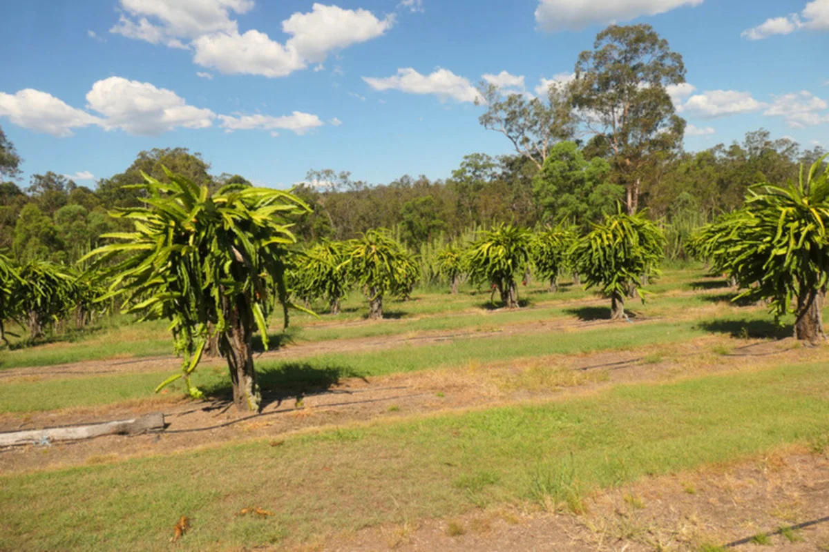 Additional image 6 of Bulldog NSW 2469