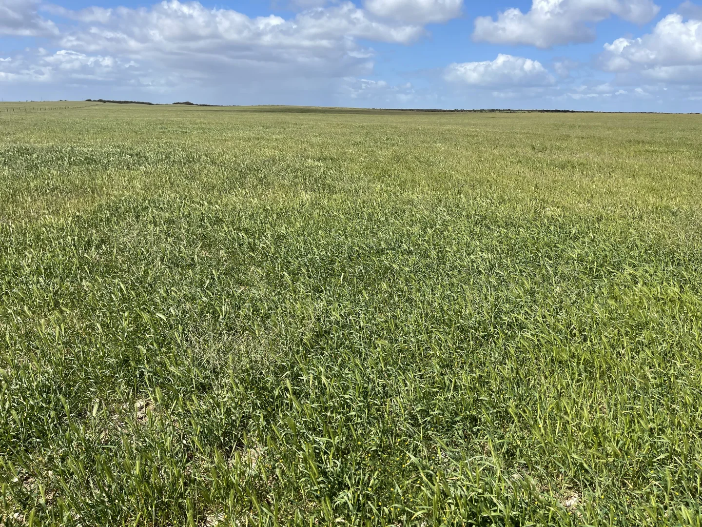 Additional image 6 of Lot 18 Tod Highway, Warramboo SA 5650