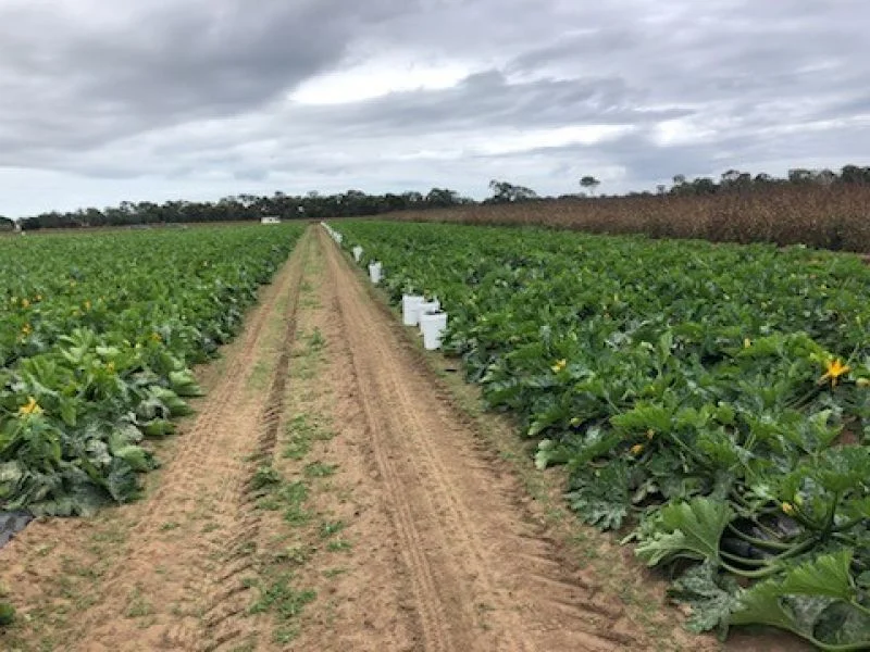 Additional image 5 of 190 Riverview Road, Calavos QLD 4670