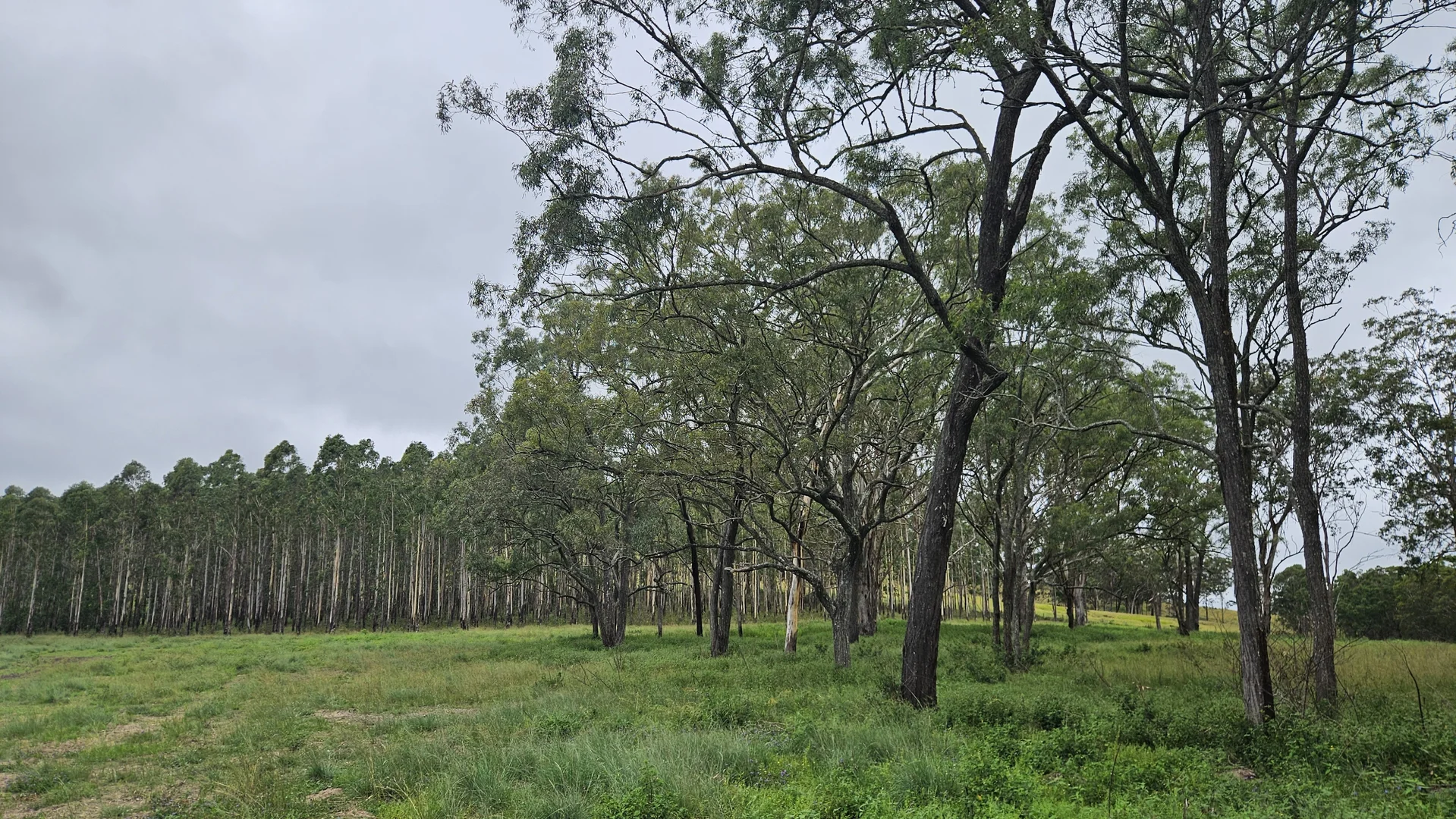 Additional image 4 of 7877AB Mount Lindesay Road, Legume NSW 2476