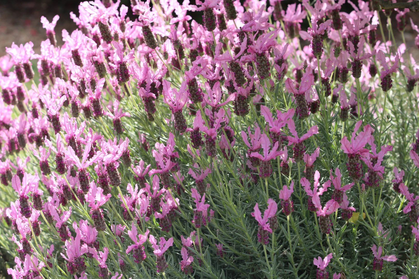 Additional image 25 of 121 Orchard Place, Inverell NSW 2360