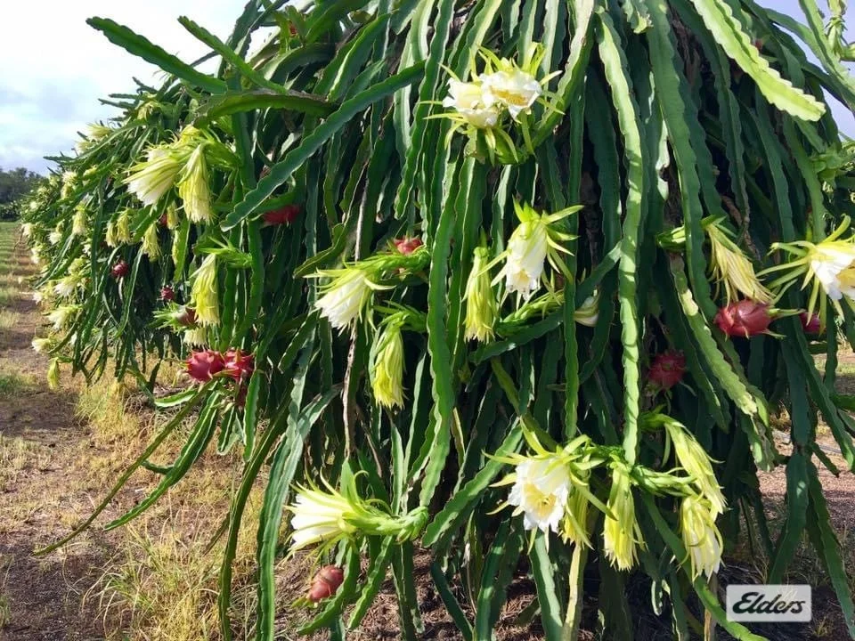 Additional image 32 of 125 Buckley Road, Lambells Lagoon NT 0822