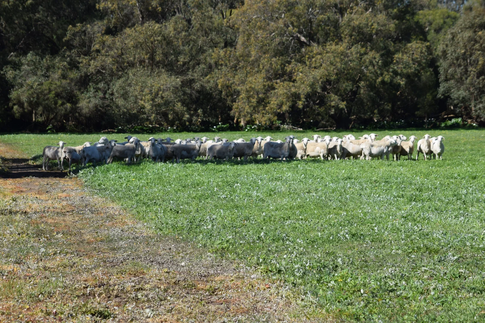 Additional image 9 of 62 Cheriton Road, Gingin WA 6503