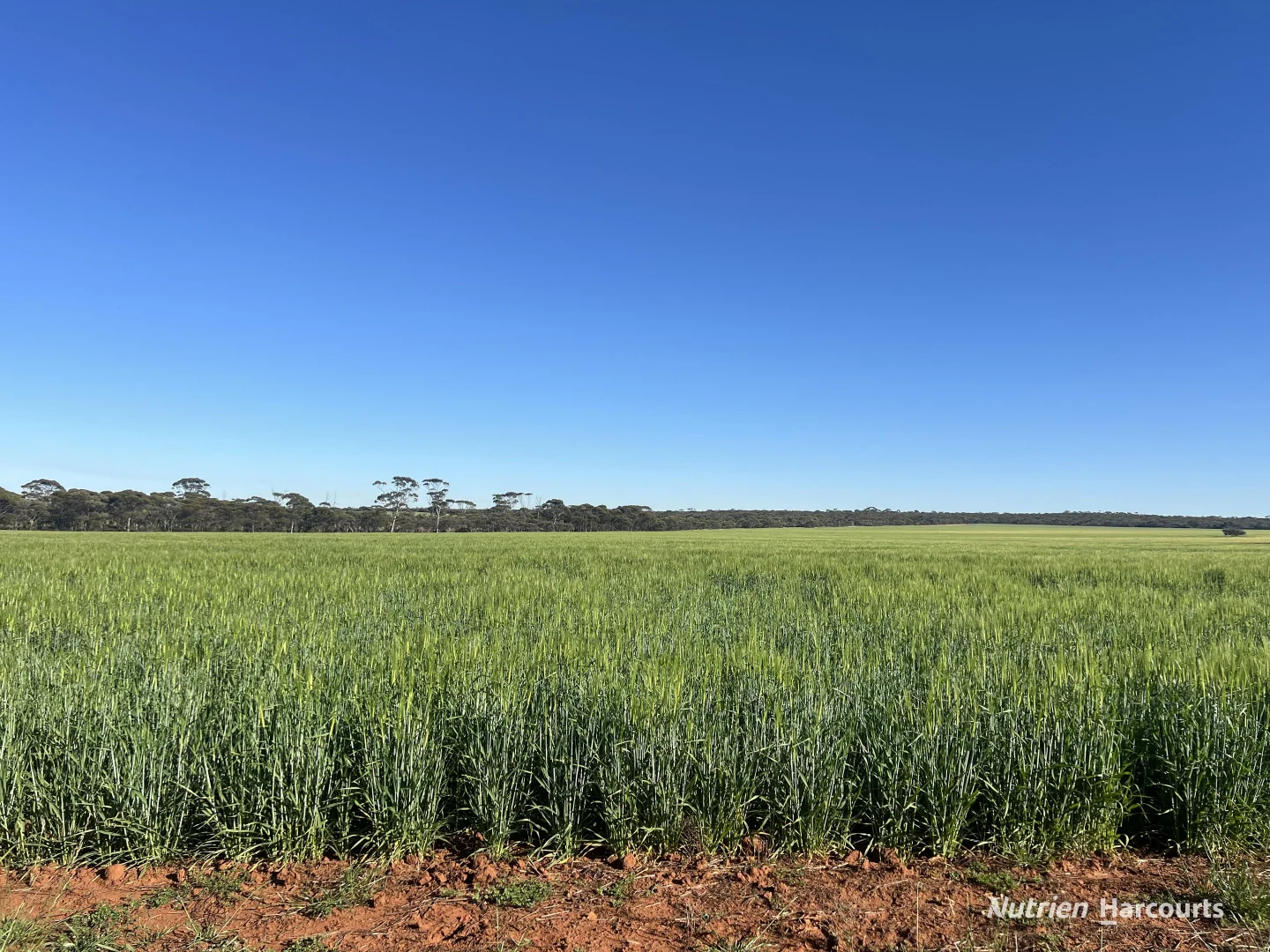 1650 Dulyalbin Road, South Bodallin WA 6424