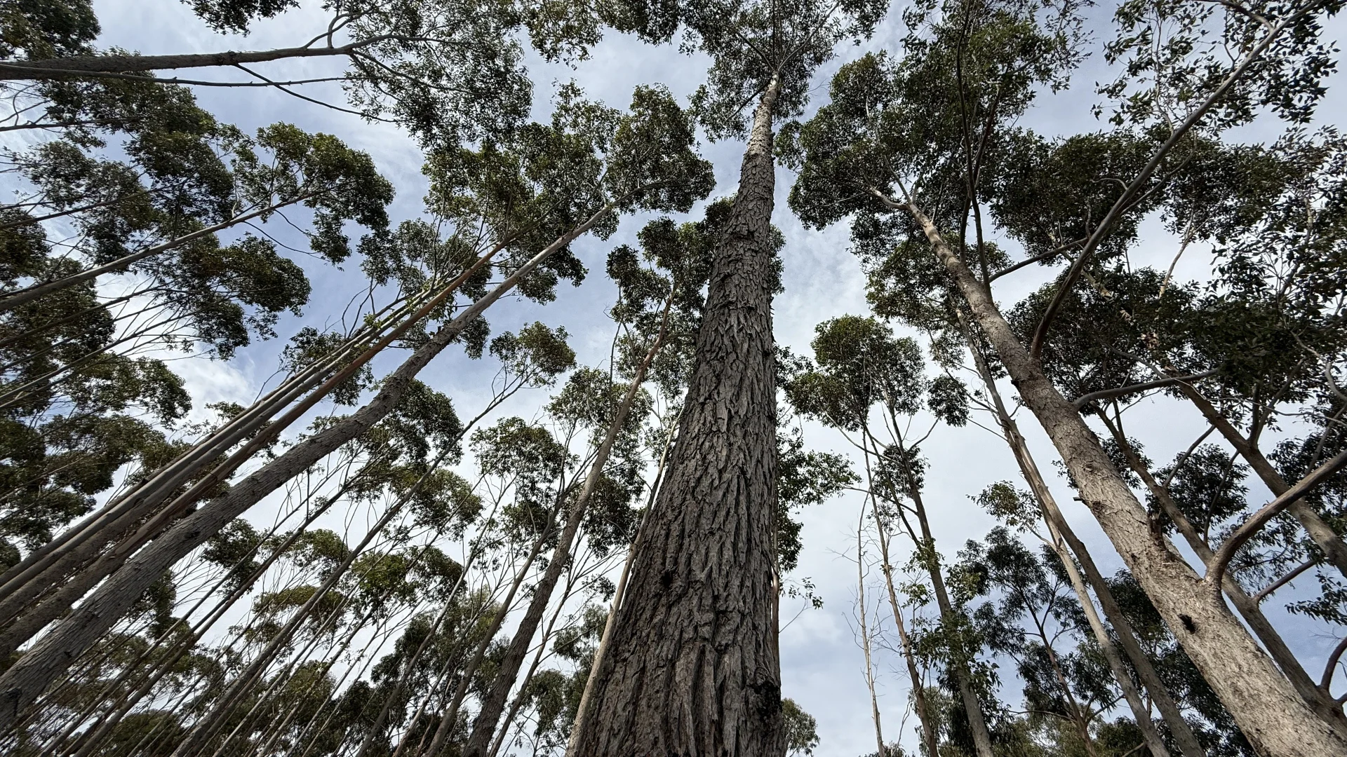 Additional image 13 of Lot 1 Jim Ryans Road, Edenhope VIC 3318