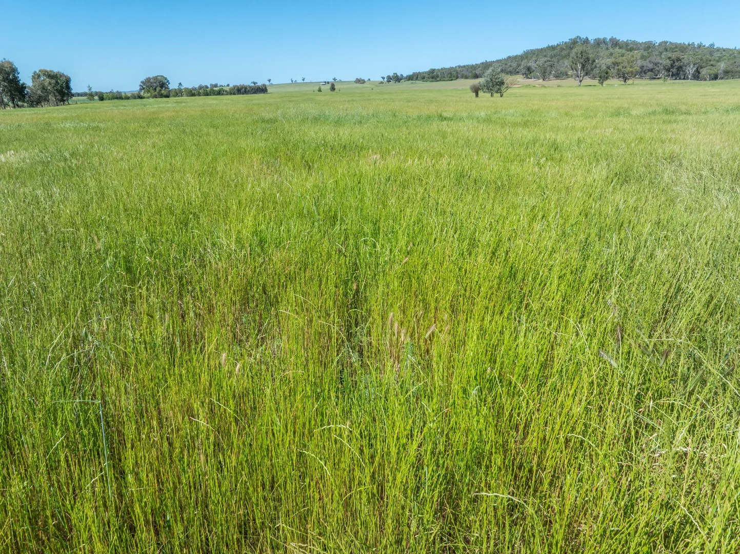 Additional image 31 of 92 Campbells Lane, Canowindra NSW 2804