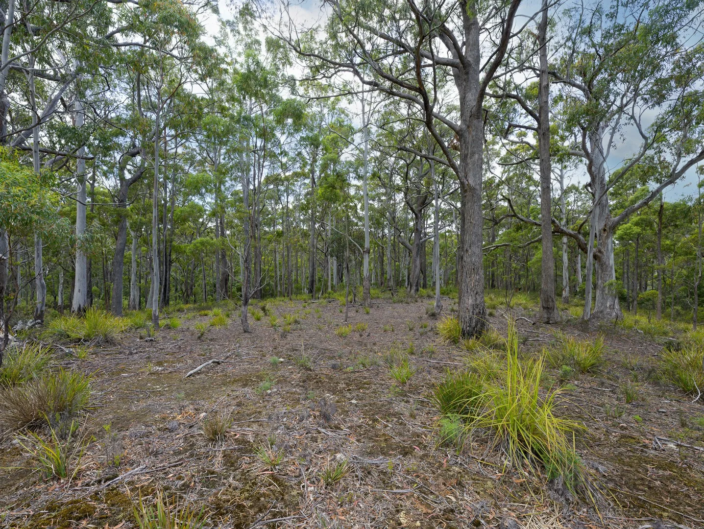 Additional image 7 of PID 6409528 Esk Main Road, St Marys TAS 7215