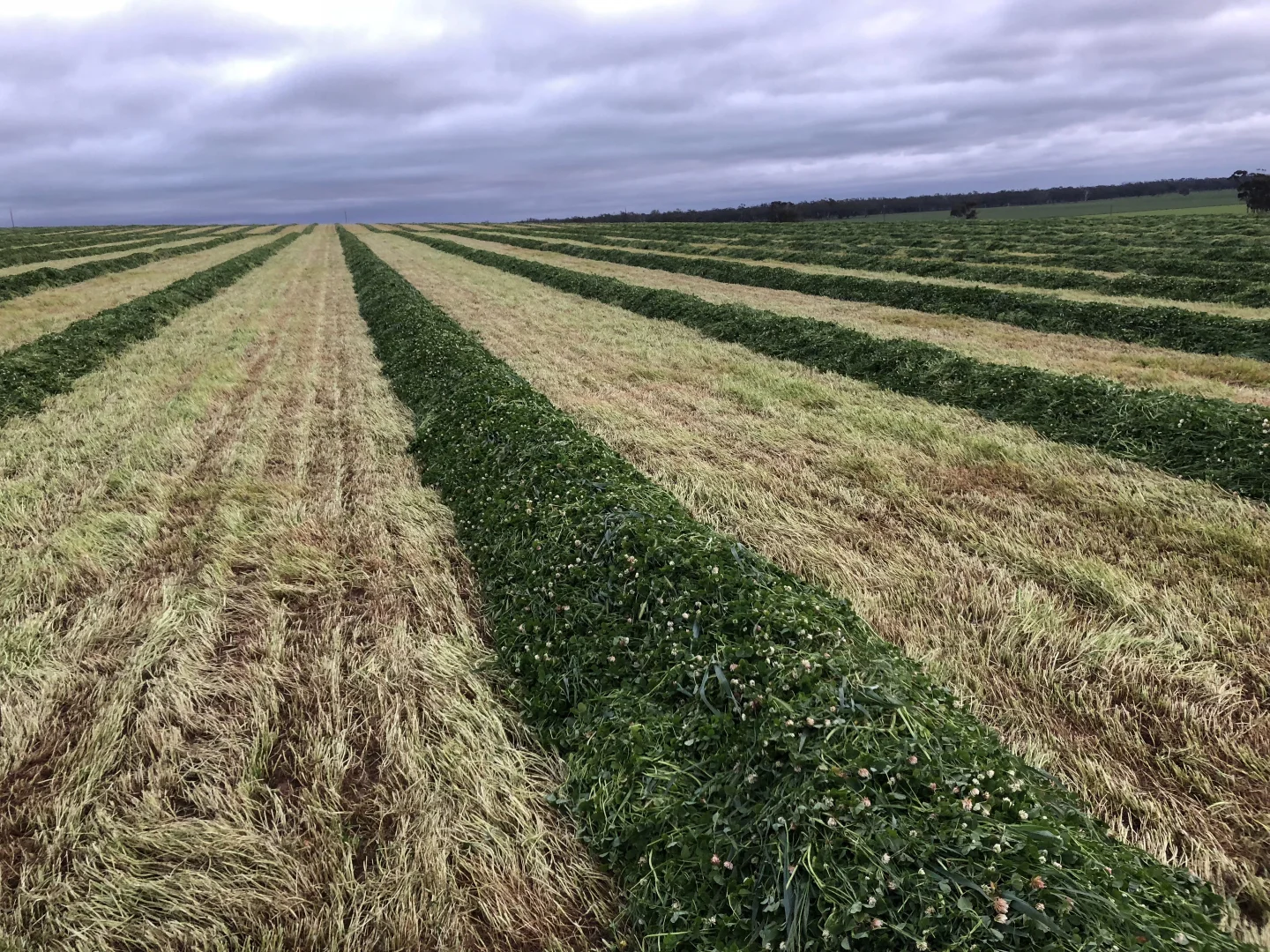 Additional image 7 of 405 Linfern Road, Buckingham Via, Mundulla SA 5270