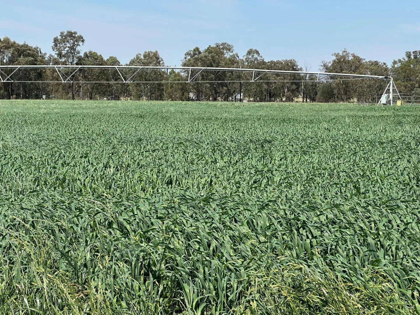 Additional image 14 of 1480 Oxley Highway, Tamworth NSW 2340