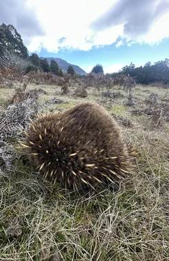 Additional image 4 of 12627 Highland Lakes Road, Golden Valley TAS 7304