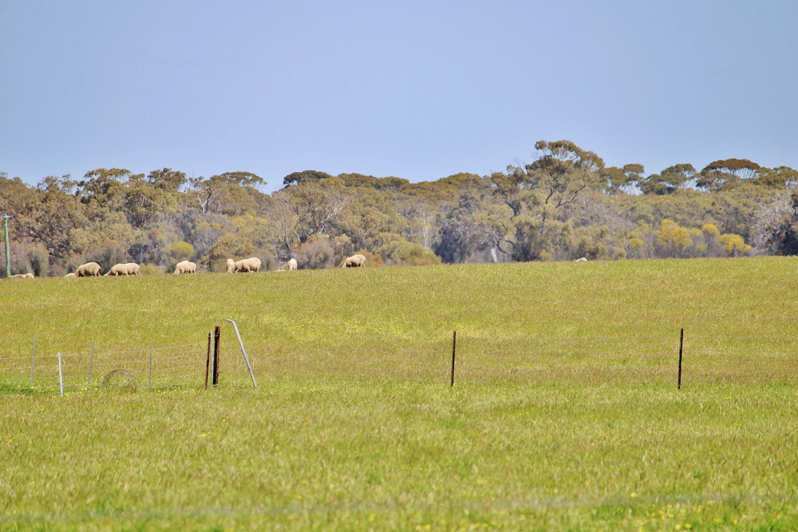 Additional image 24 of 256 WAGIN-DUMBLEYUNG ROAD, Wagin WA 6315