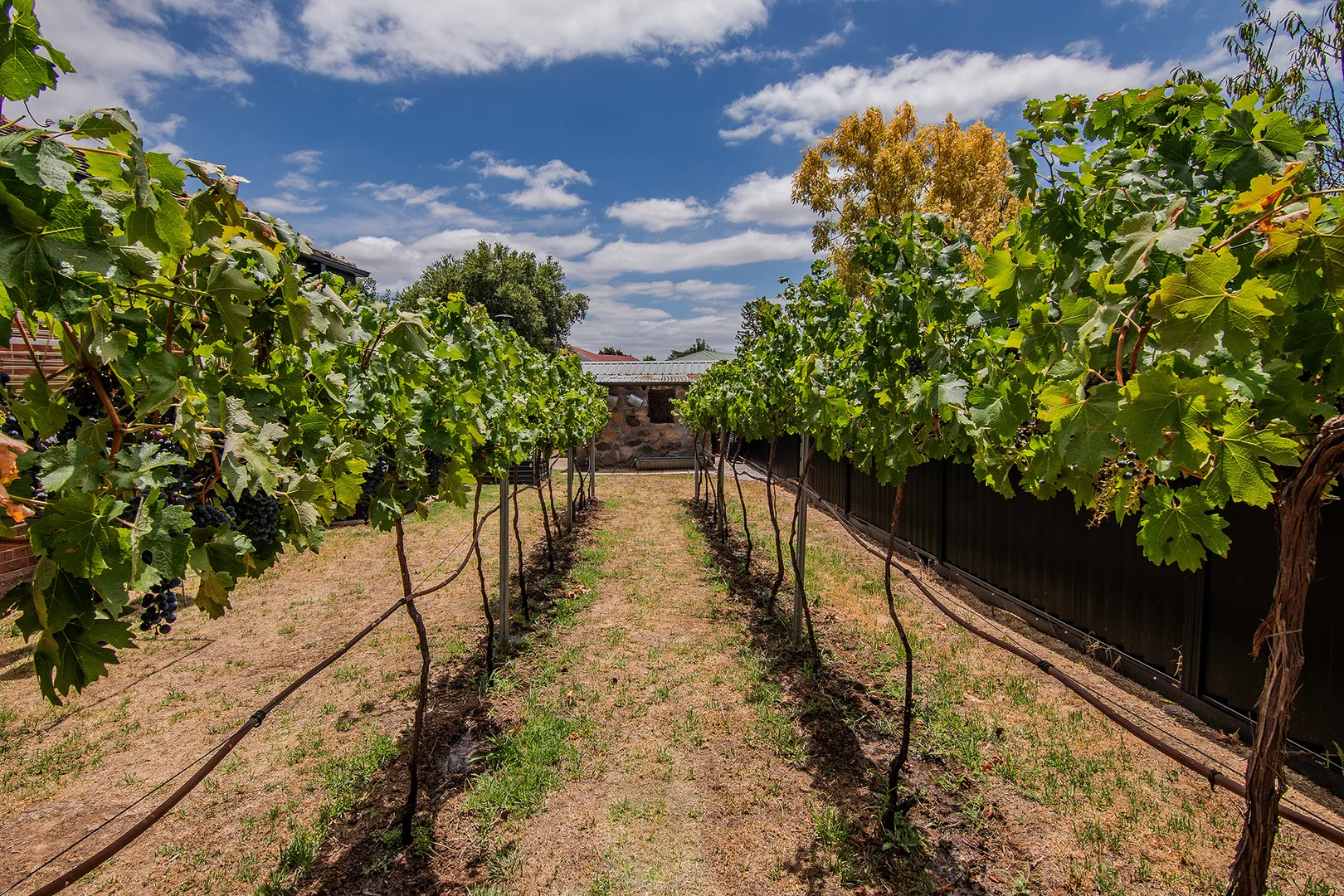 Additional image 14 of 6 Cedar Avenue, Mudgee NSW 2850