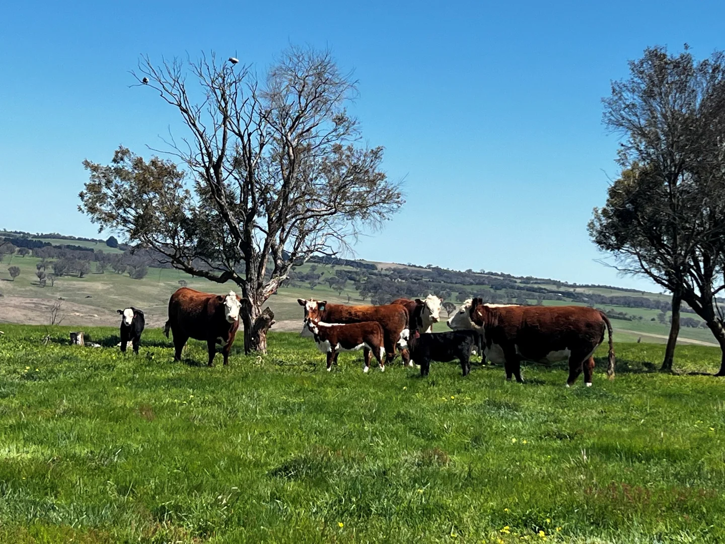 Additional image 3 of 175 Bolong Road, Golspie NSW 2580