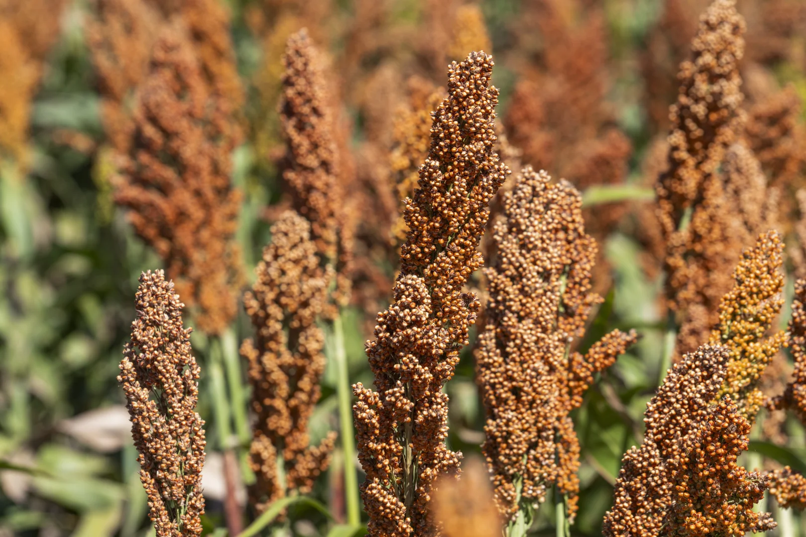 Additional image 11 of 1989 Millmerran Leyburn Road, Tummaville QLD 4352