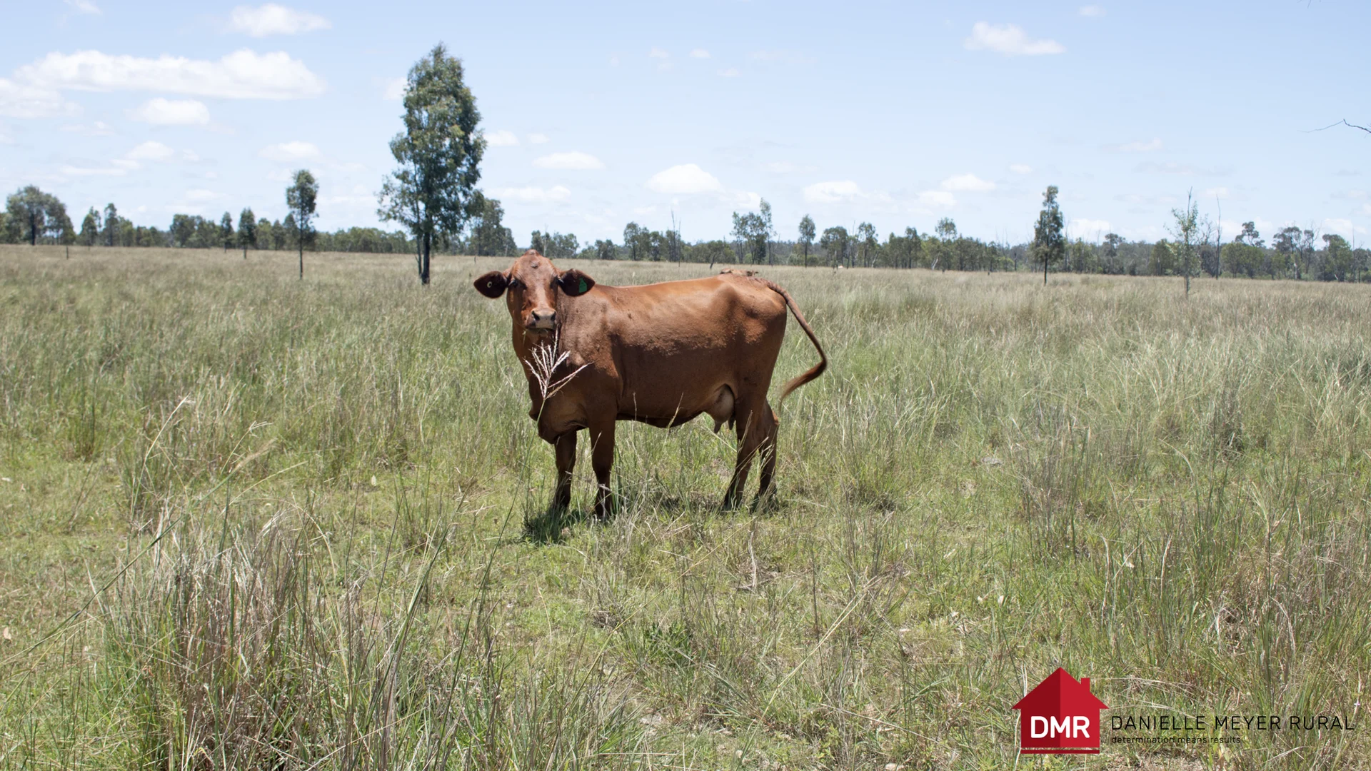 Additional image 47 of 8 Screening Plant Road, Cynthia QLD 4627
