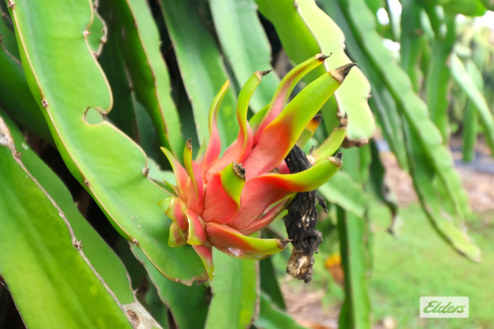 Additional image 3 of 125 Buckley Road, Lambells Lagoon NT 0822