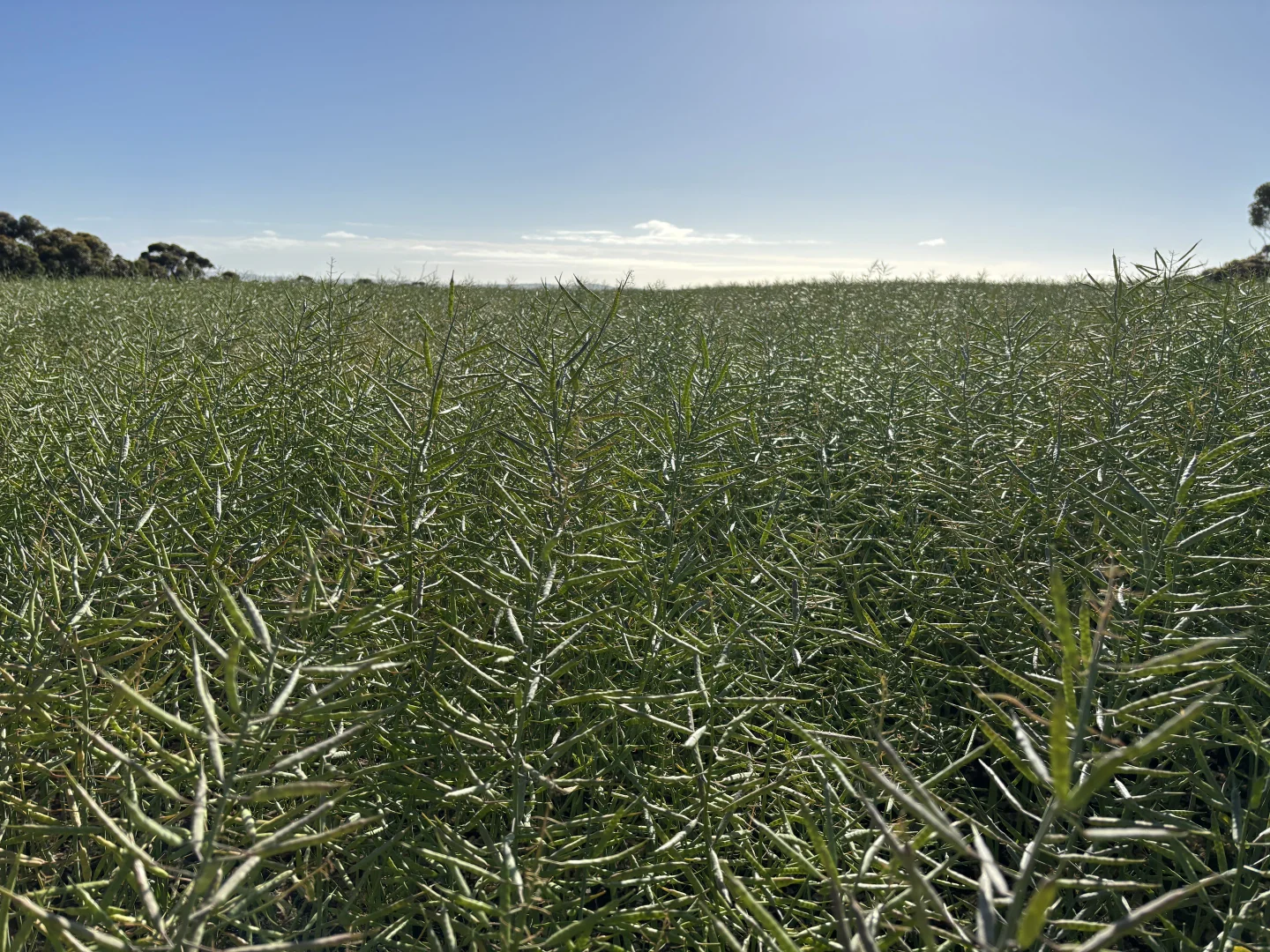 Additional image 11 of 251 Reservoir Drive, Whites Flat SA 5607