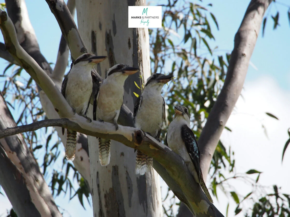 Additional image 7 of Lot 105 Grassbird Circuit, Wondunna QLD 4655