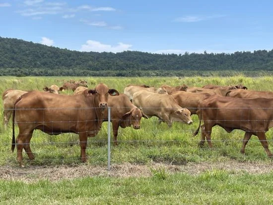 Additional image 23 of 21 Barbagallo Road, Aloomba QLD 4871