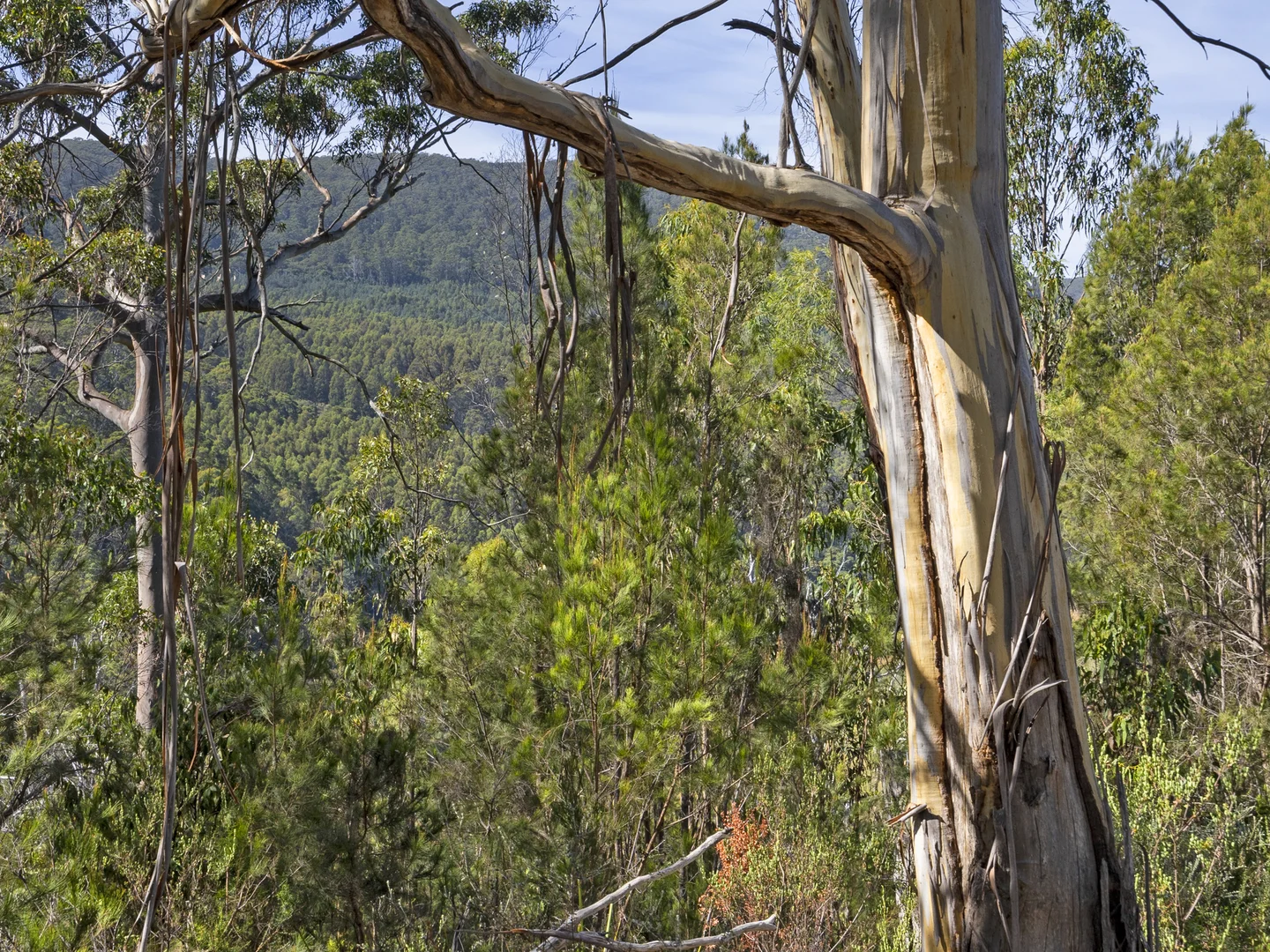 Additional image 15 of 2 and 3 White Beach Road, White Beach TAS 7184