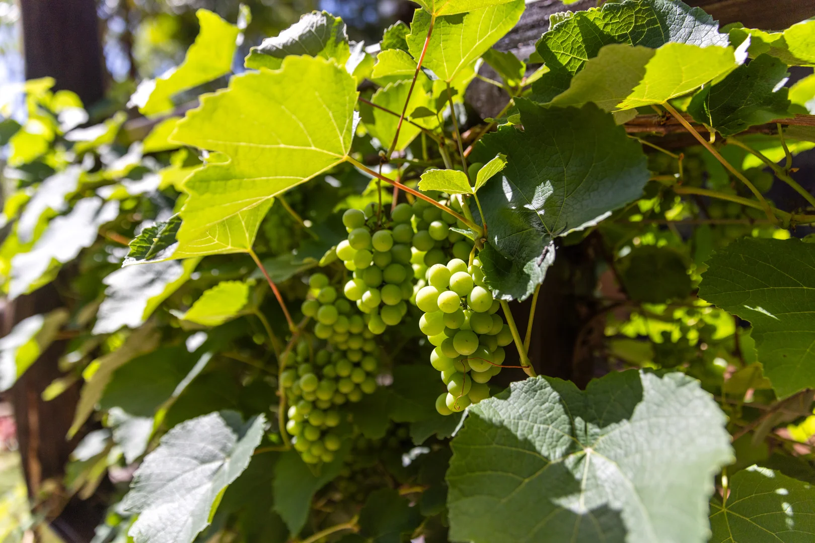 Additional image 15 of 8 Red Cedar Place, Bellingen NSW 2454