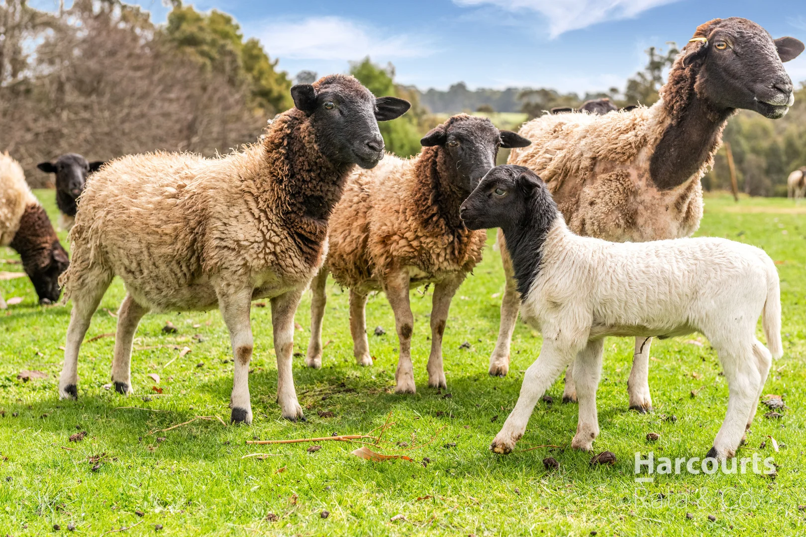 Additional image 12 of 1459 Daylesford-Trentham Road, Lyonville VIC 3461