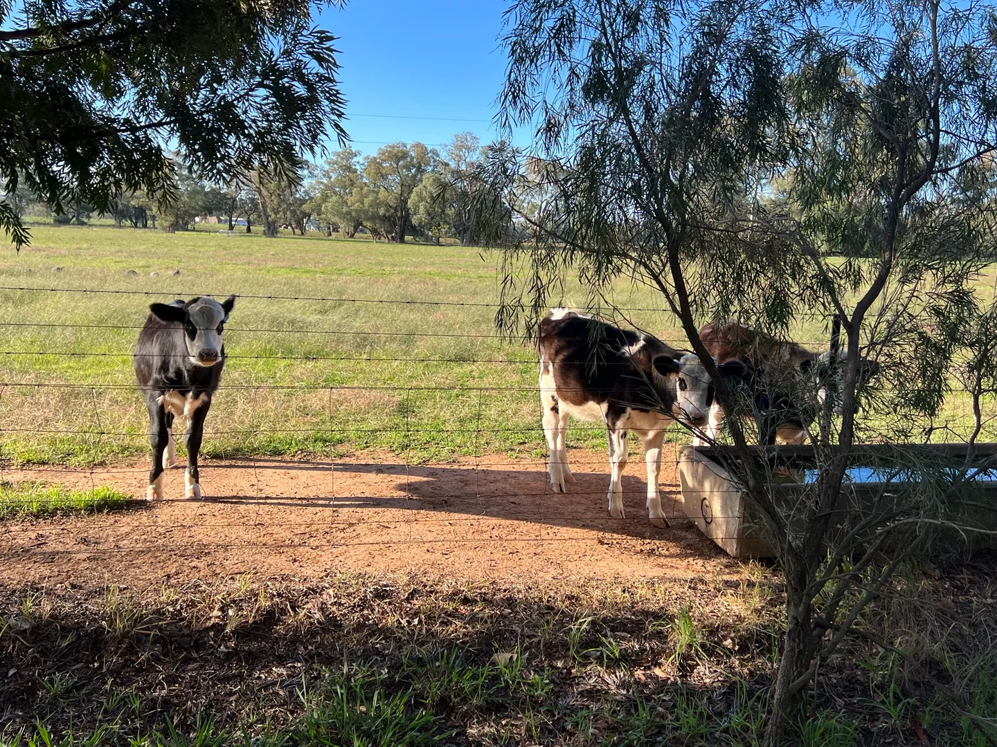 Additional image 15 of Gooloogong NSW 2805