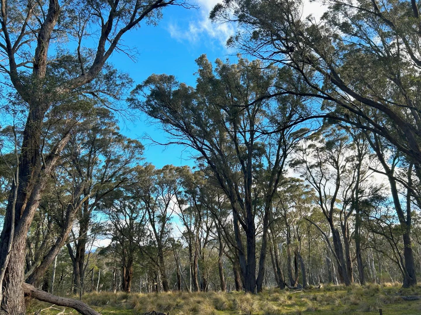 Additional image 17 of 11 & 128 Stoney Ridge Road, Braidwood NSW 2622