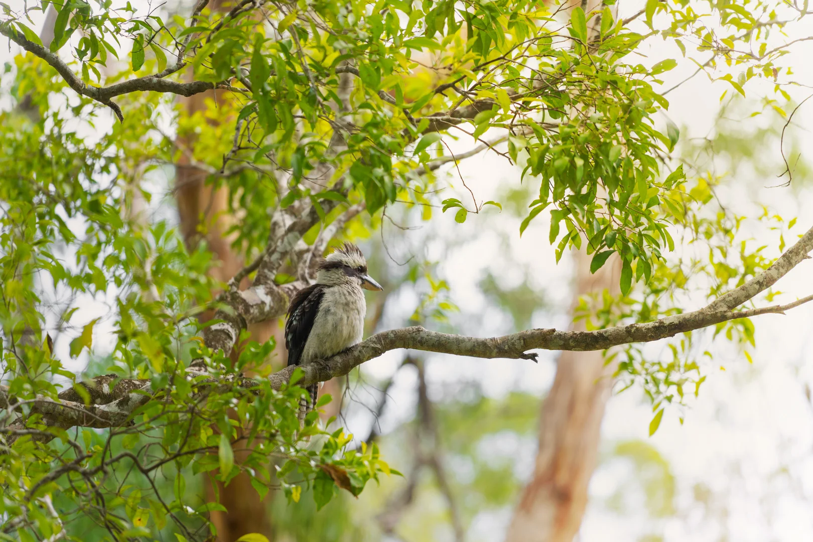 Additional image 31 of 100 Redgate Road, South Golden Beach NSW 2483