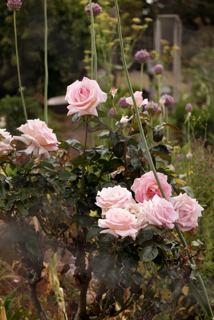 Additional image 22 of 440 Hamilton-Chatsworth Road, Tarrington VIC 3301