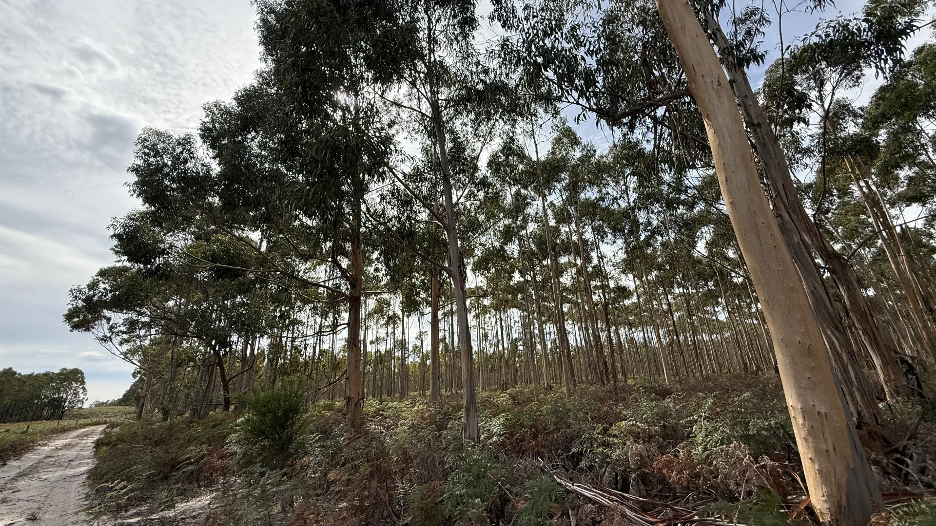 Additional image 12 of Lot 1 Jim Ryans Road, Edenhope VIC 3318