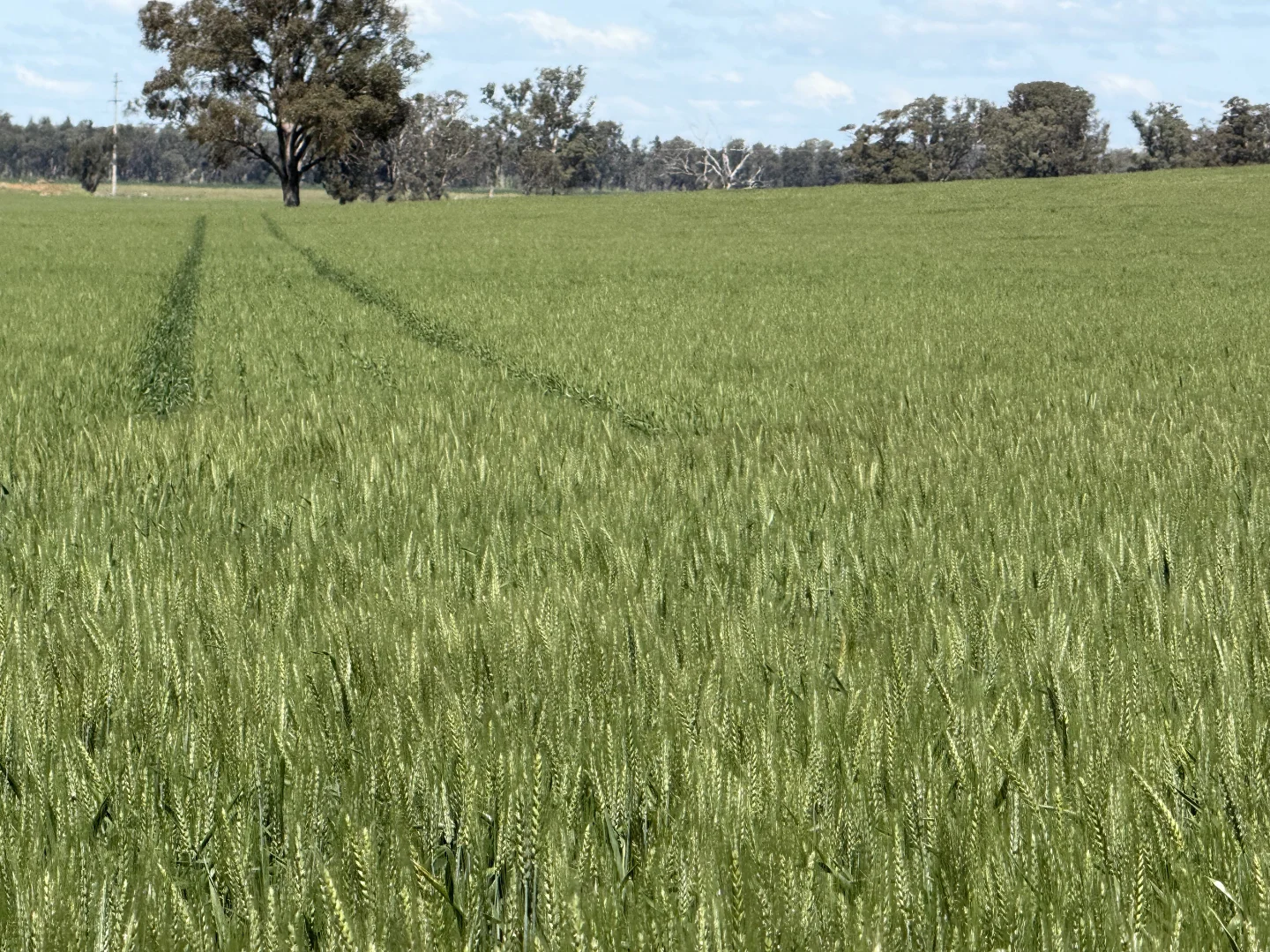 Additional image 17 of 861 Kadina Road, Parkes NSW 2870