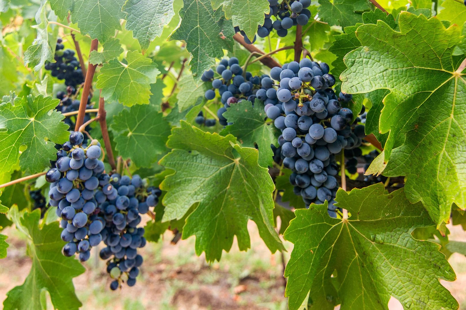 Additional image 15 of 6 Cedar Avenue, Mudgee NSW 2850