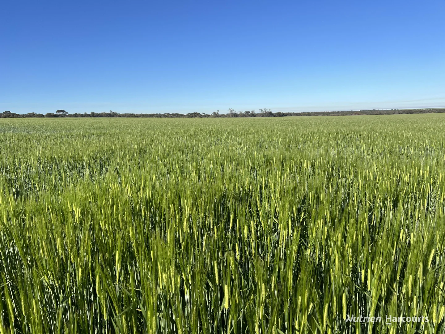 Additional image 9 of 1650 Dulyalbin Road, South Bodallin WA 6424