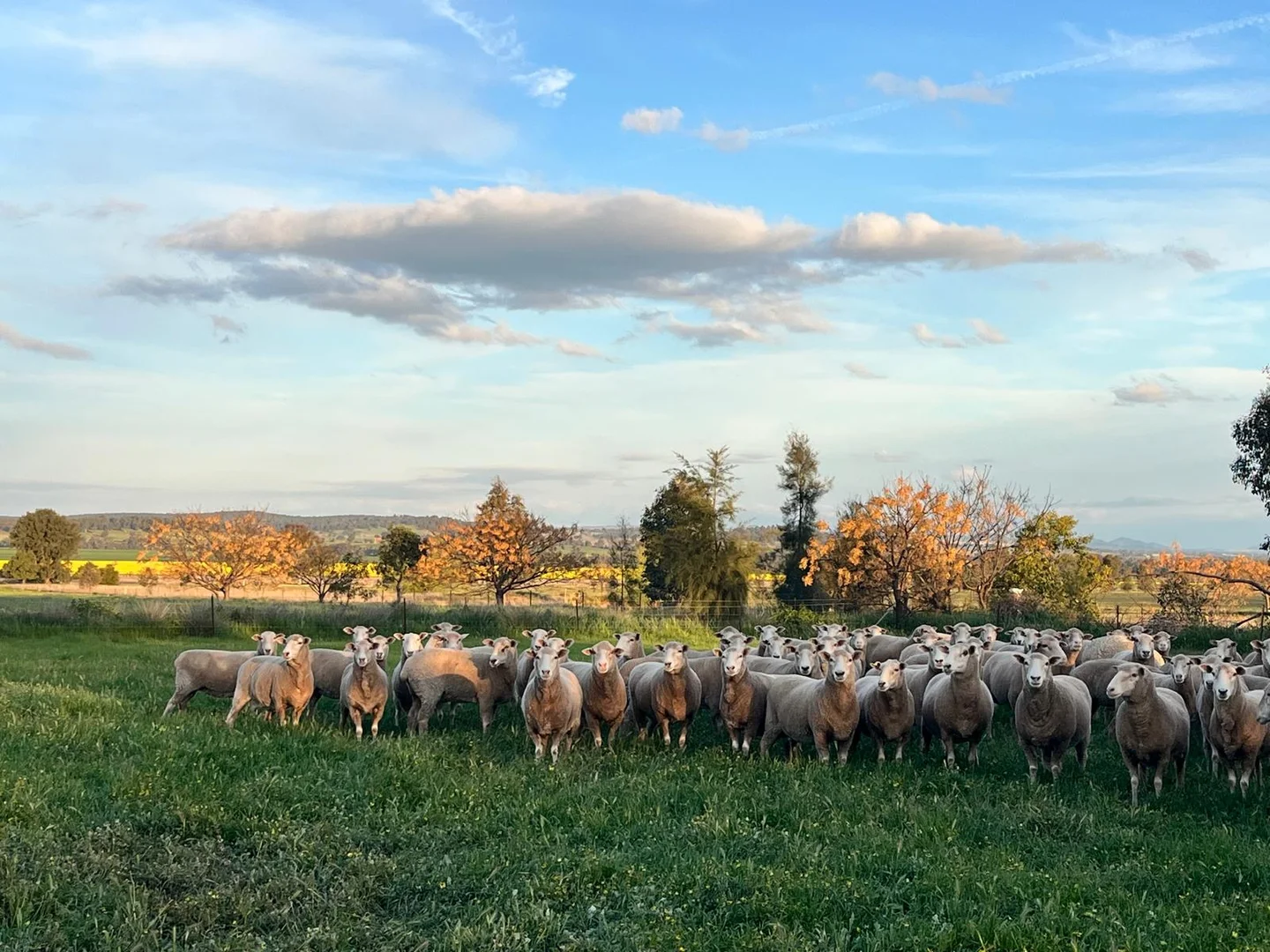 Additional image 21 of 92 Campbells Lane, Canowindra NSW 2804