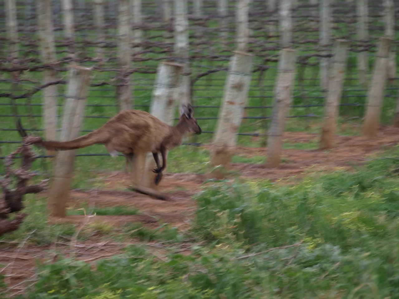 Additional image 10 of Lot 20 Spring Farm Road, Spring Farm SA 5453