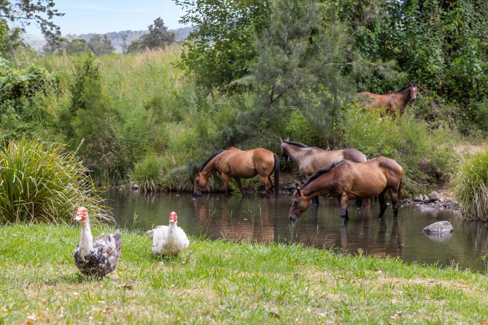 Additional image 20 of 704 Lamington National Park Road, Canungra QLD 4275