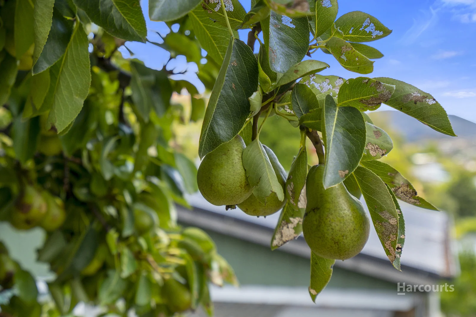 Additional image 32 of 28 Ogilvie Street, Mount Stuart TAS 7000