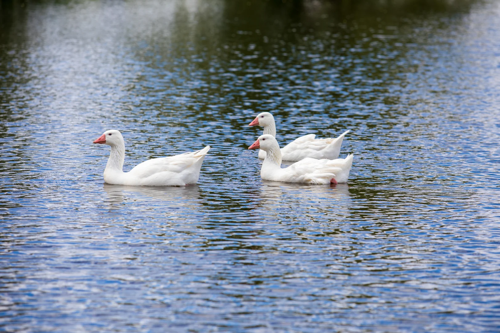 Additional image 3 of Lot 320 Divot Circuit, Invermay Park VIC 3350