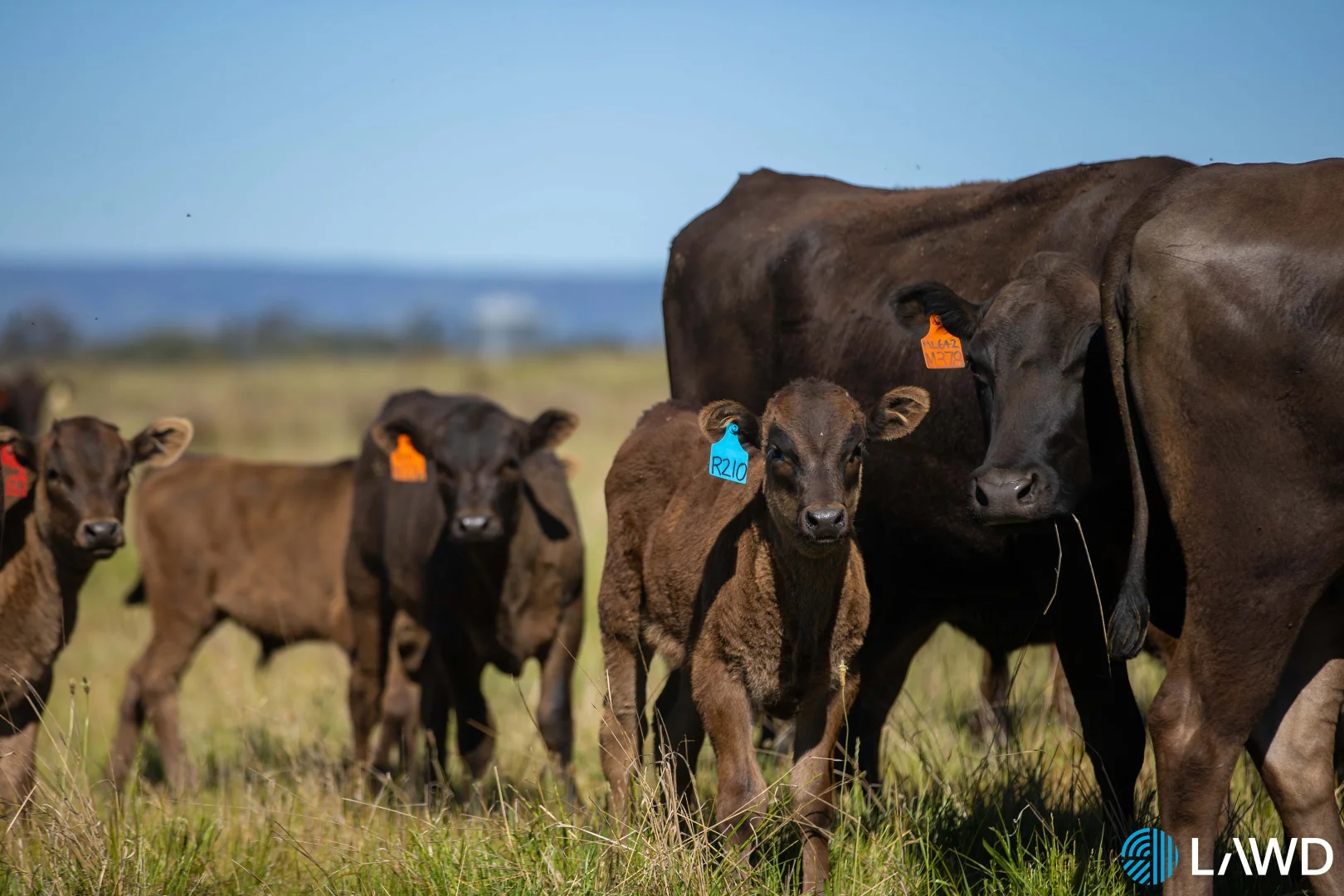 Additional image 9 of Abington NSW 2350