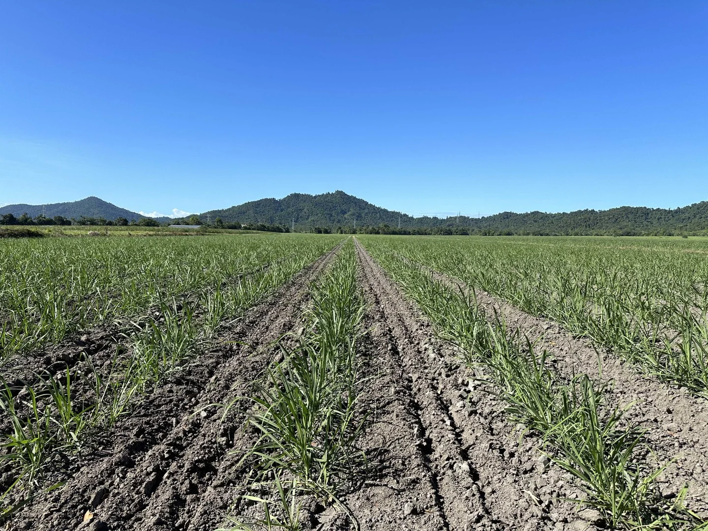 East Feluga QLD 4854