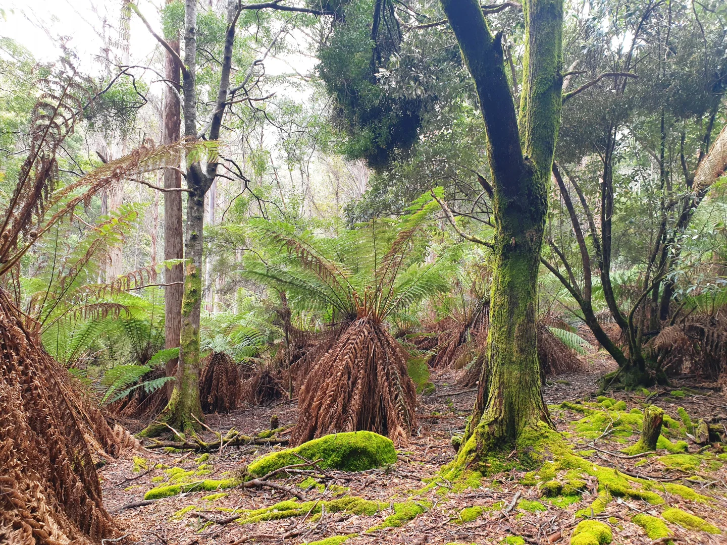 Additional image 12 of Lot 5 Liddells Road, Crabtree TAS 7109