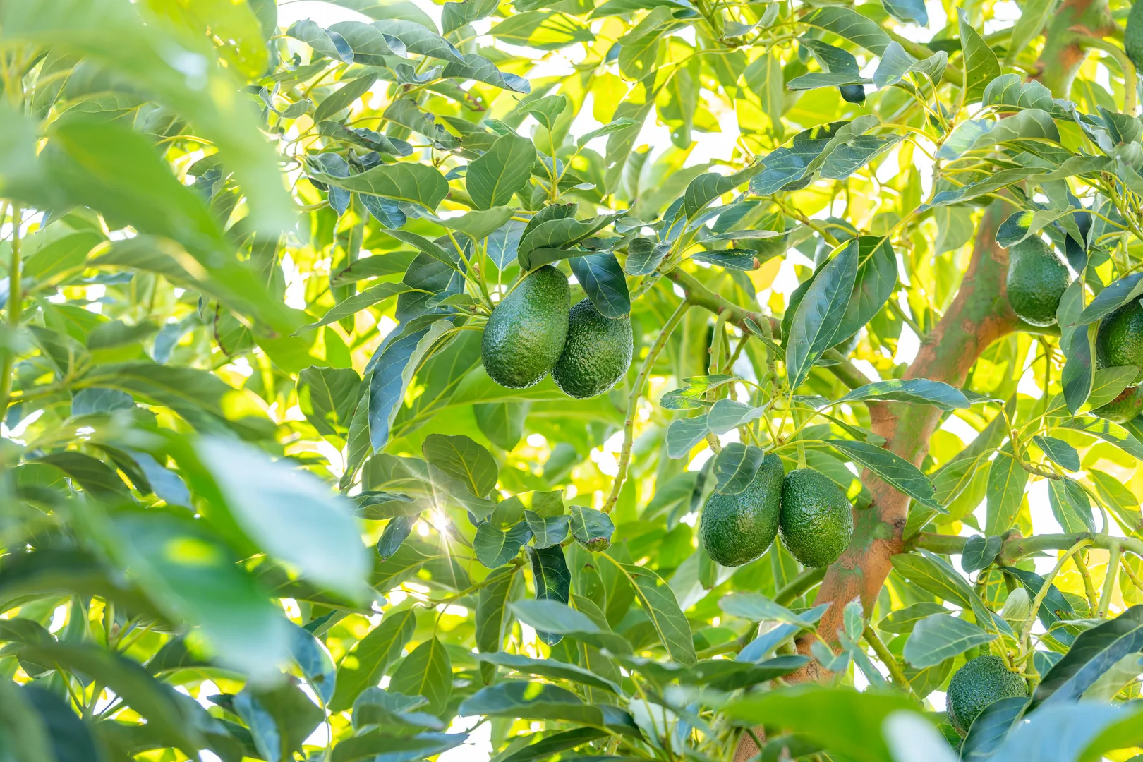 Additional image 11 of Sepelts Road, Barooga NSW 3644