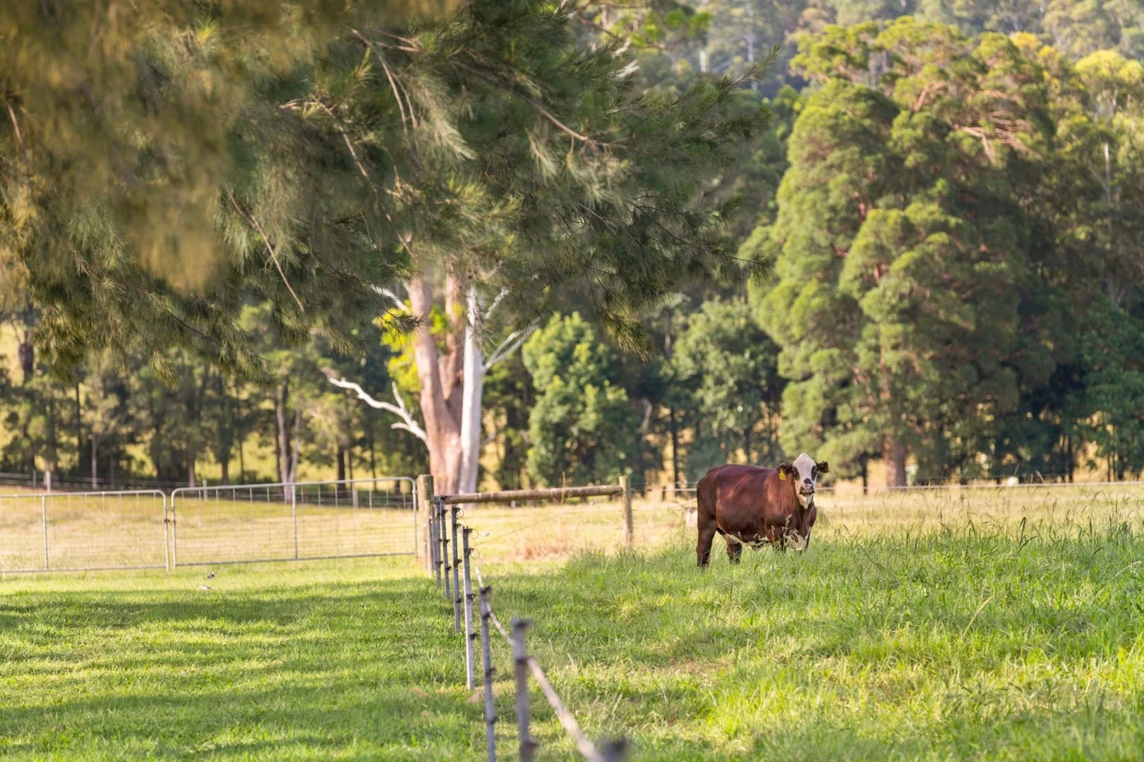 Additional image 24 of 246 Crossmaglen Road, Bonville NSW 2450